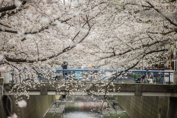 春の目黒川