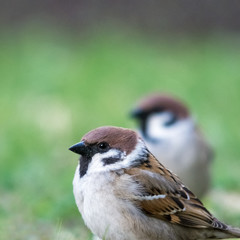 Two sparrows in the garden