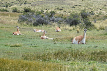 Guanacos on a meadow in Chile, Patagonia