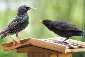 fight between Blackbird and Starling on a birdhouse