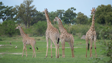 Giraffe family standing together