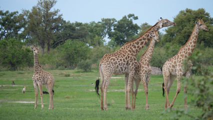 Giraffe family standing together