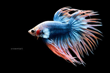 Guppy & Betta Fish Colorful Color Tropical Fish - obrazy, fototapety, plakaty