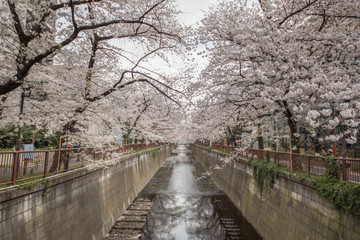 春の目黒川