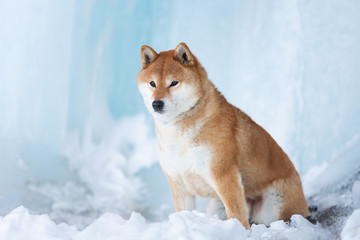 Beautiful shiba inu dog sitting in front of icefall. Red Shiba dog is lying in the cave.