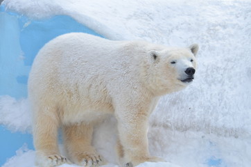 Plakat polar bear