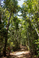 Obraz premium Path in forest 