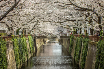 春の目黒川
