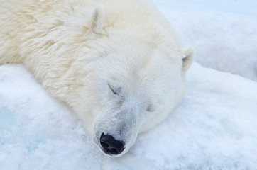 Obraz na płótnie Canvas The polar bear sleeps