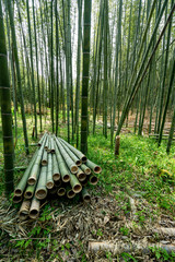 Cut bamboo in the Arashiyama bamboo grove in northern Kyoto, Japan