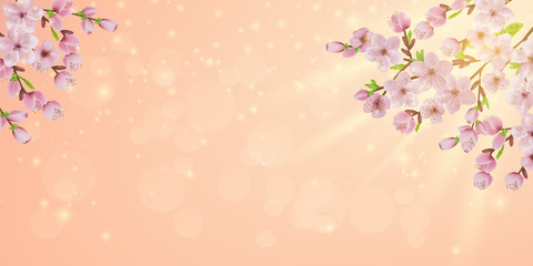 Obraz na płótnie Canvas blooming cherry branch. japan sakura cherry branch with blooming flowers. Cherry blossoms floral background.