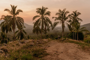 Fototapeta na wymiar пальмы в джунглях на закате