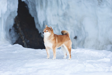 Beautiful shiba inu dog standing in front of icefall. Red Shiba dog is standing in the ice cave.