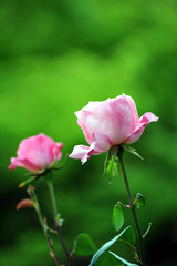 東京の春の風景　旧古河庭園の庭園で咲くピンク色のバラの花