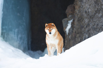Beautiful shiba inu dog standing in front of icefall. Red Shiba dog is standing in the ice cave.