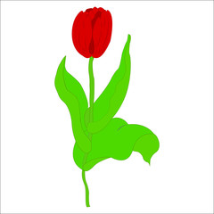 Realistic Flower Tulip. Vector illustration.
