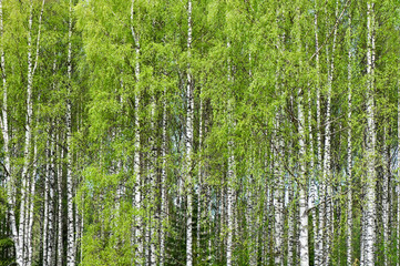 Fototapeta na wymiar Birch tree (Betula pendula) forest in early summer.