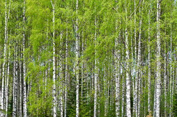 Fototapety  Brzoza (Betula pendula) las wczesnym latem.
