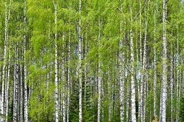 Schilderijen op glas Birch tree (Betula pendula) forest in early summer. © ekim
