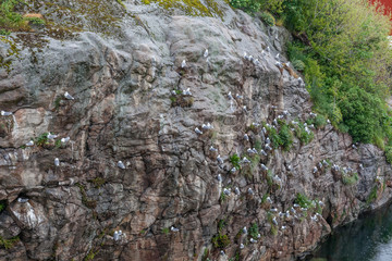 Seagull nesting in Lofoten Islands, Norway. selective focus