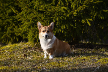 welsh corgi pembroke