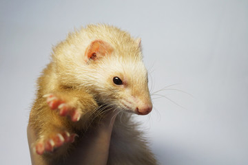 Cute ferret