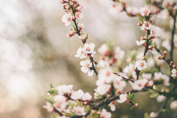 Spring sakura flowers in pink colors. white-pink flowers on twigs in early spring. Macro shot and blurred background of a blossoming tree.