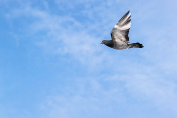 Dove in flight with spread wings in the blue sky.