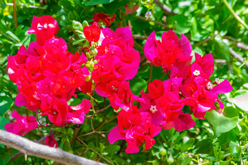 Fototapeta premium Bougainvillea spectabilis, also known as great bougainvillea, is a species of flowering plant. It is native to Brazil, Bolivia, Peru, and Argentina's Chubut Province