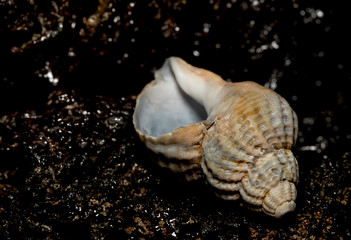Seashell on th stone background