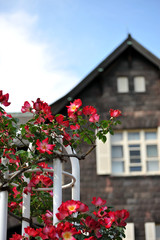 東京の春の風景　旧古河庭園の洋館で咲くバラの花　カクテル