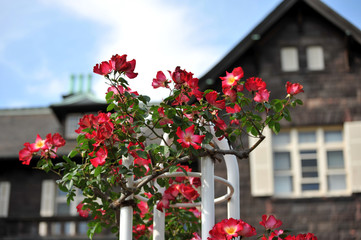 東京の春の風景　旧古河庭園の洋館で咲くバラの花　カクテル