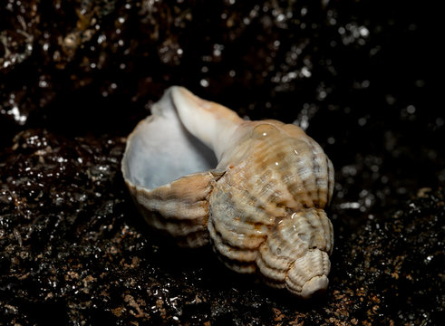 Seashell on th stone background