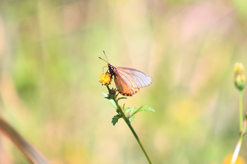 Fototapeta na wymiar Garden Acrea butterfly