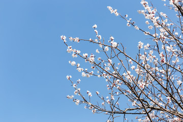 warm spring flowers apricots on branches on a sunny day