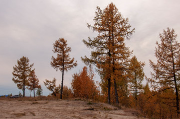 Sundown and sunrises. Light blue sky. A lot of yellow trees on the background of soft heaven