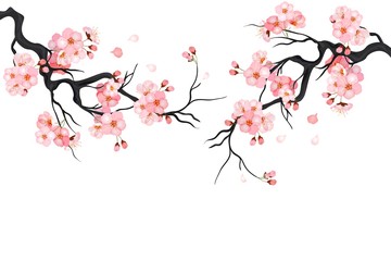 Japanese cherry sakura tree Isolated background. Branch with blossom flowers. Vector