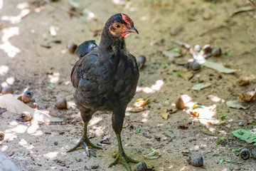 Young and slim black hen