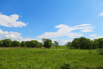 Summer landscape, green meadow and blue sky