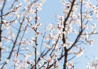 warm spring flowers apricots on branches on a sunny day