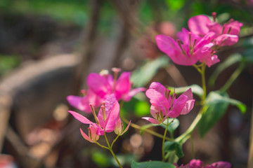 Naklejka na ściany i meble pink flowers in the garden