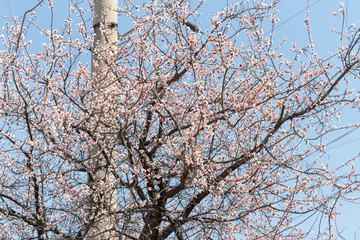warm spring flowers apricots on branches on a sunny day
