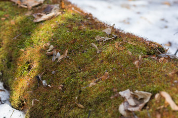 Log with moss on snow in the forest