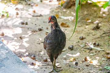 Young and slim black hen