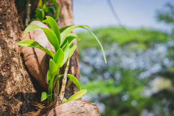 young green plant