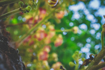 Naklejka premium autumn leaves in the rain