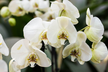 Naklejka na ściany i meble white orchid on green background flower