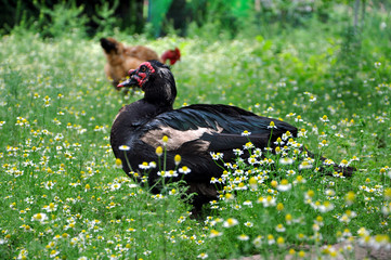 Black Moscow duck portrait. Musky duck in the field of daisies. Indo-duck with red nasal corals in the garden © Катерина Воробьева