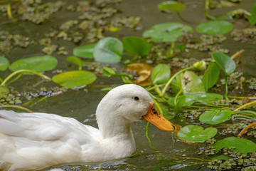 Foto de Natureza da natureza e pássaros