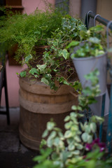 plants in flower pots